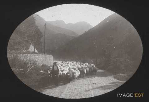 Troupeau de moutons (Cauterets)